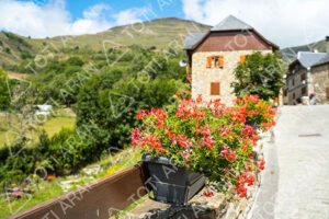 Fleurs de Gessa