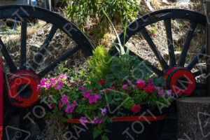 Flowers in Unha