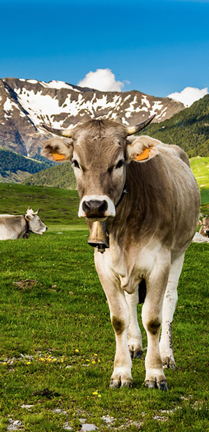 Vacation in the Aran Valley